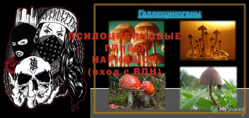 Псилоцибиновые грибы Psilocybine cubensis  OMG ONION  Павловский Посад 